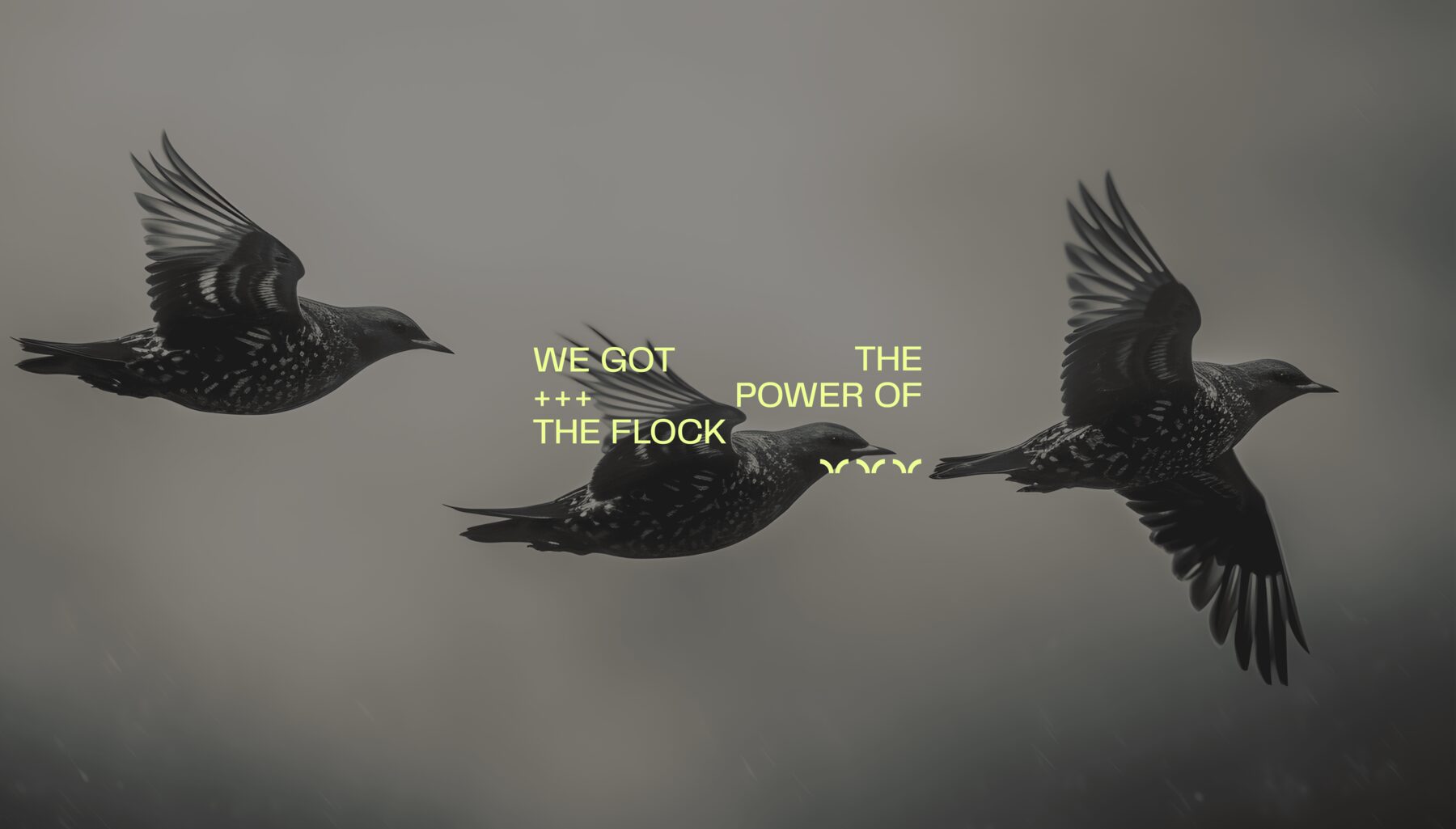 Flock Freight case study image 7 from justharris.co